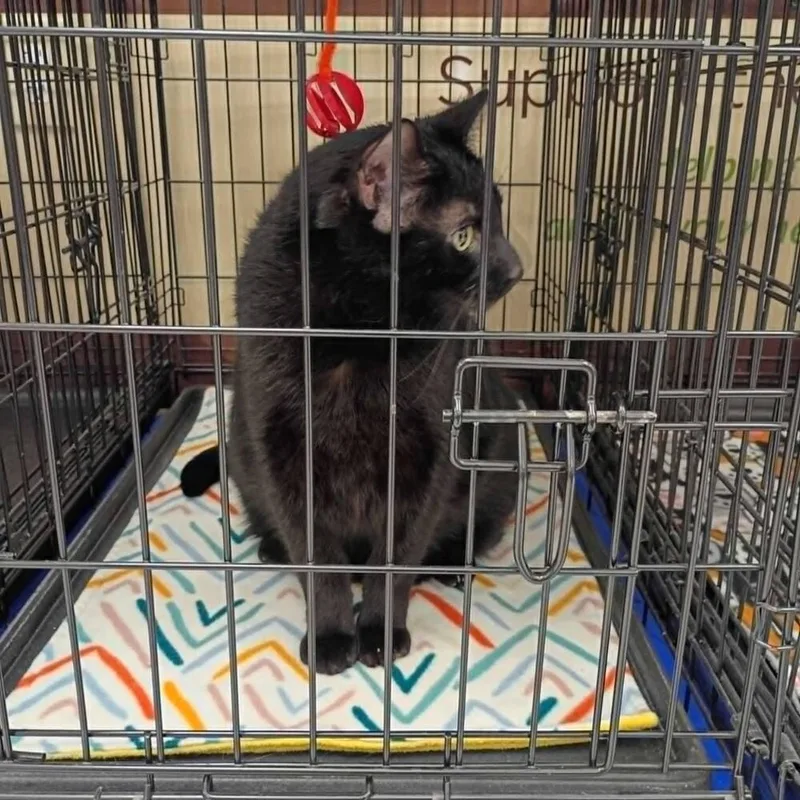 An adult large-sized male Black Domestic Short Hair cat named Nico for adoption in Muskegon, MI