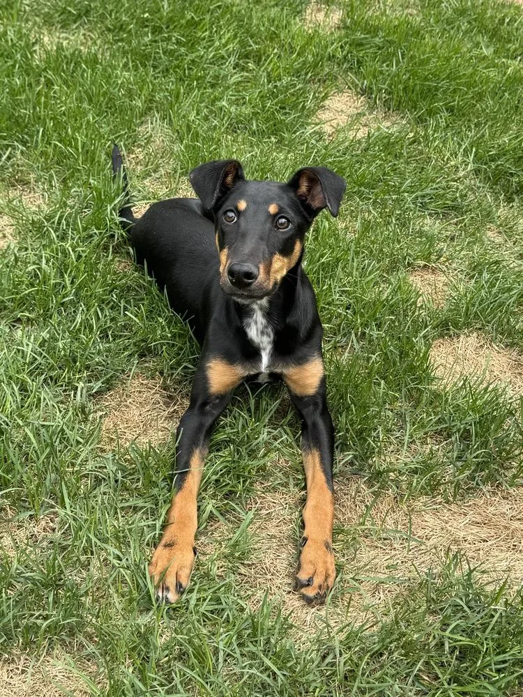 Penny