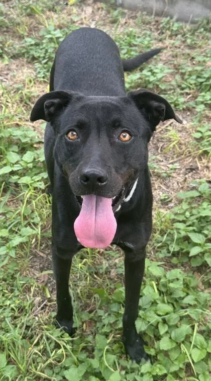 An adult large-sized female Labrador Retriever dog named Denver for adoption in San Antonio, TX