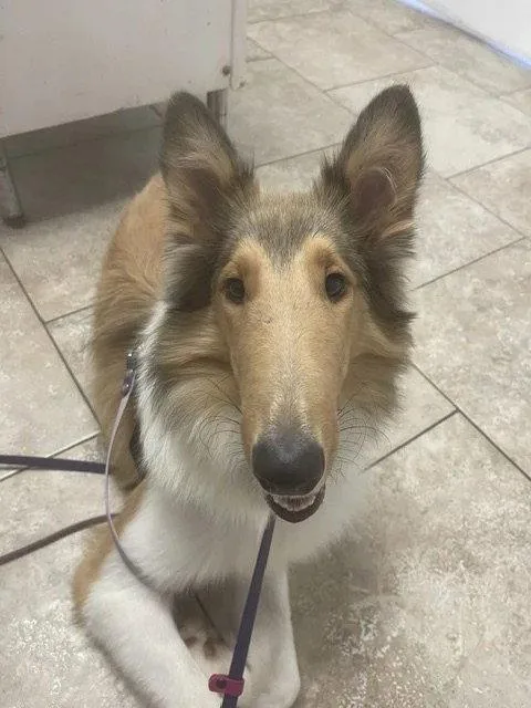 A young large-sized female Collie dog named Morgan for adoption in Dublin, OH