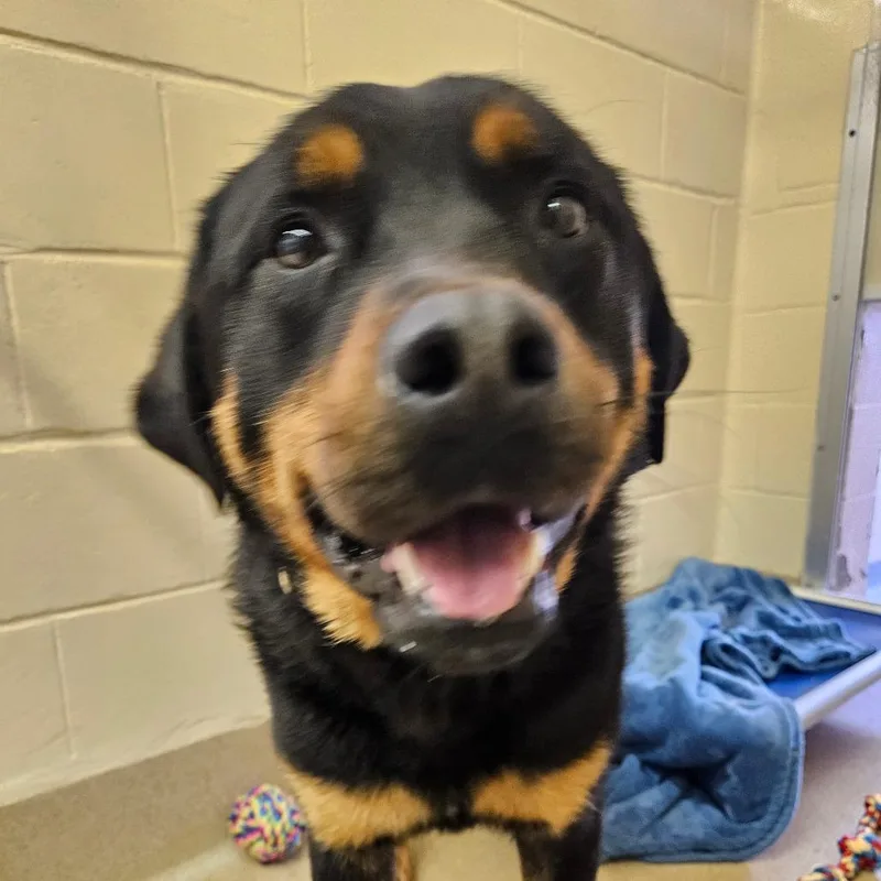 A young large-sized male Black Rottweiler dog named Toad for adoption in Birdsboro, PA