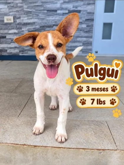 A baby small-sized male Chihuahua dog named Pulgui for adoption in Washington, DC