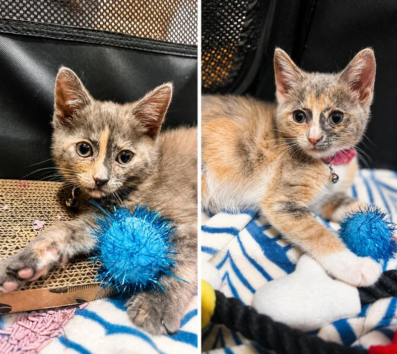 A baby small-sized female Dilute Calico Domestic Short Hair cat named Aria and Dahlia for adoption in South Richmond, NY