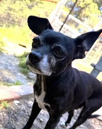 An adult small-sized female Chihuahua dog named Ophelia for adoption in Santa Rosa, CA