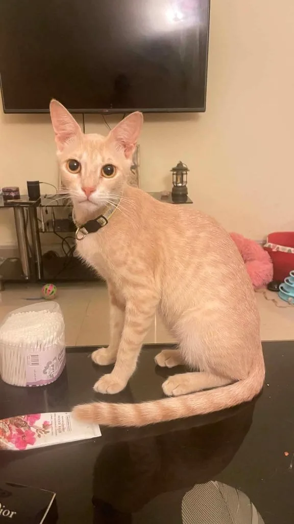 A young small-sized male Domestic Short Hair cat named Ray for adoption in Lunenburg, MA