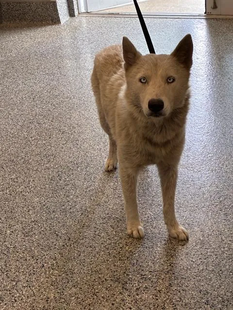 An adult medium-sized female German Shepherd Dog dog named Alaria for adoption in Palmetto, FL
