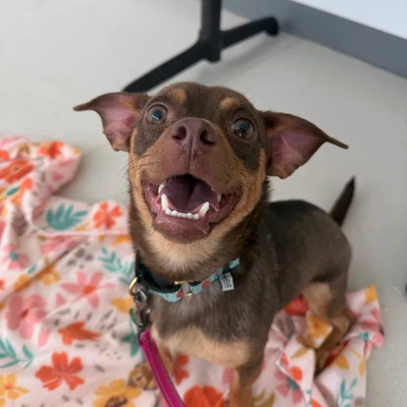 A young small-sized male Brown / Chocolate Chihuahua dog named Garlic Knot for adoption in Warwick, RI