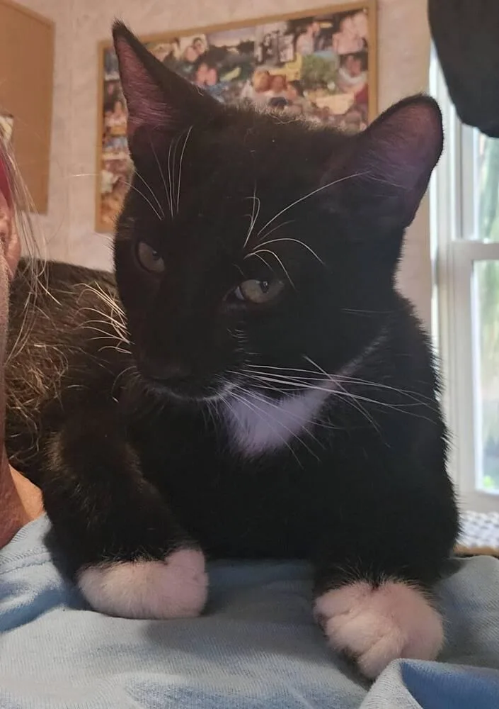 A baby small-sized male Black & White / Tuxedo Domestic Short Hair cat named Doug for adoption in Orlando, FL