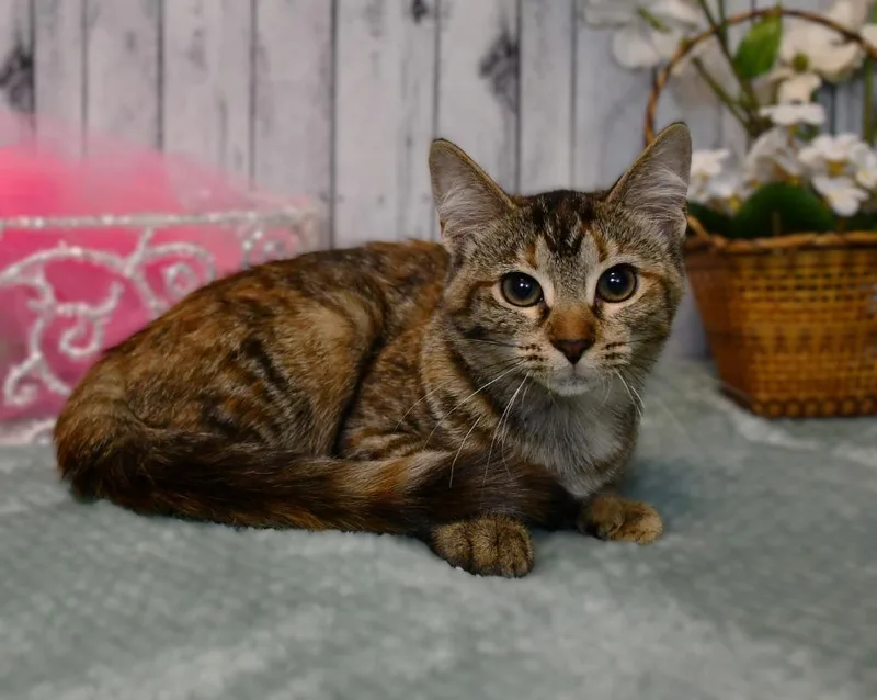 A baby small-sized female Domestic Medium Hair cat named Tiger Lily for adoption in Roanoke, TX