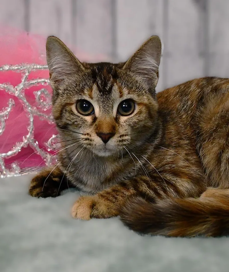 Tiger Lily thumbnail 3