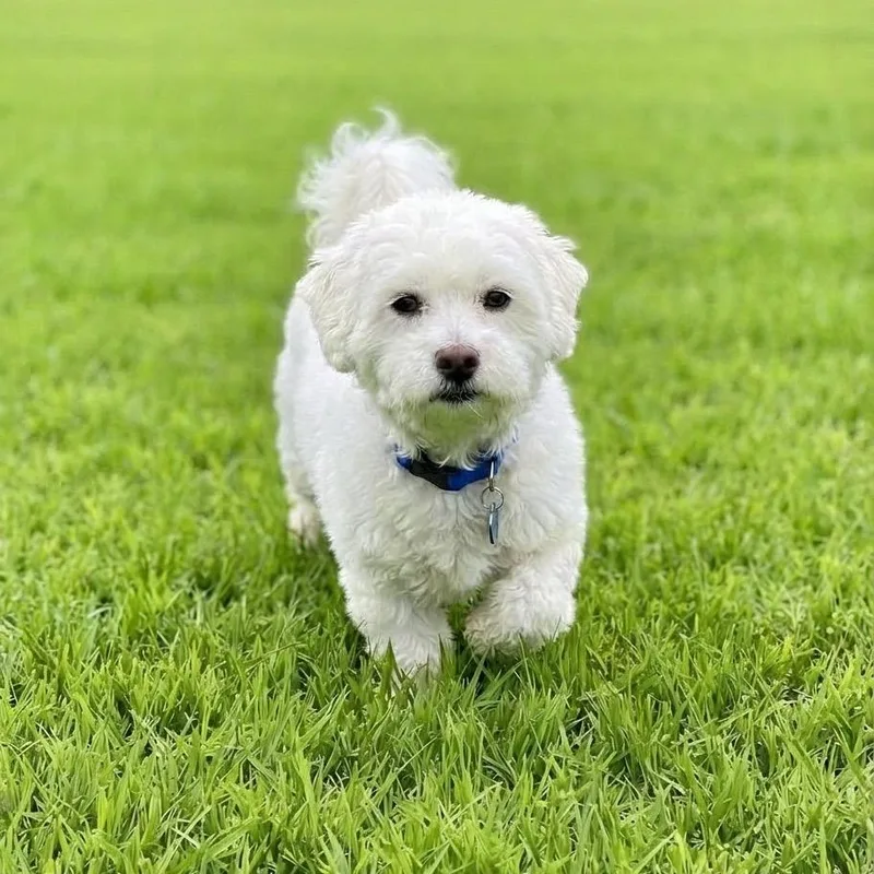 An adult small-sized male White / Cream Bichon Frise dog named Blizzard for adoption in Las Vegas, NV