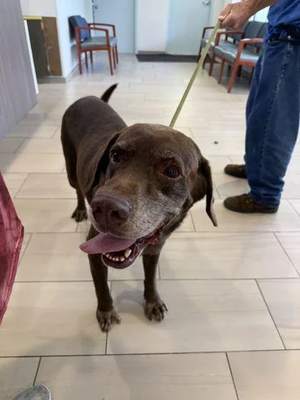 An adult large-sized male Labrador Retriever dog named Dale for adoption in Daytona Beach, FL