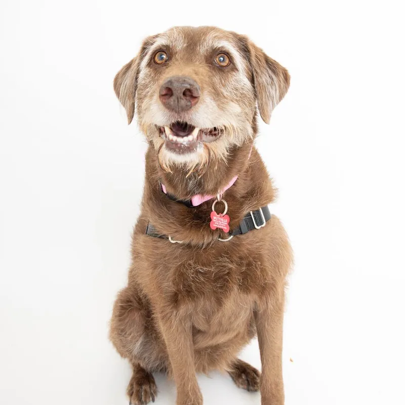 A senior large-sized female Brown / Chocolate Chesapeake Bay Retriever dog named Addie for adoption in San Francisco, CA