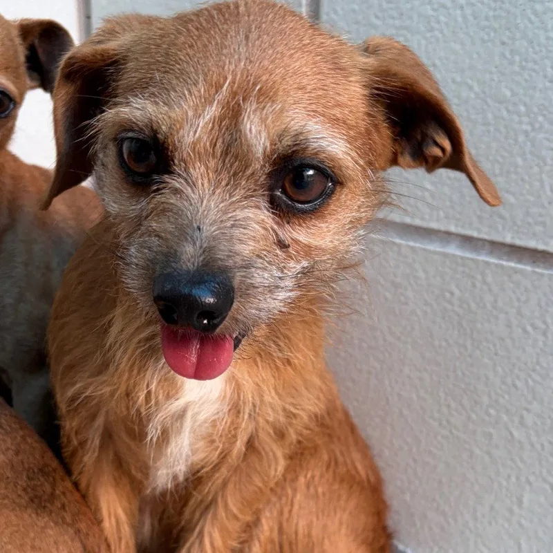 An adult small-sized female Terrier dog named Sable Gch for adoption in Rockaway, NJ