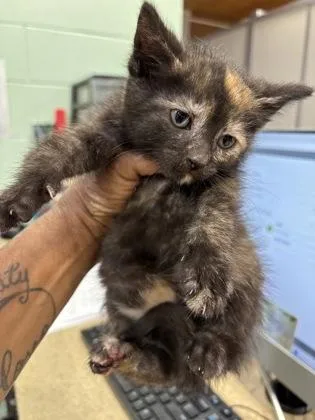 An adult small-sized female Domestic Short Hair cat named Sparkle for adoption in Cincinnati, OH