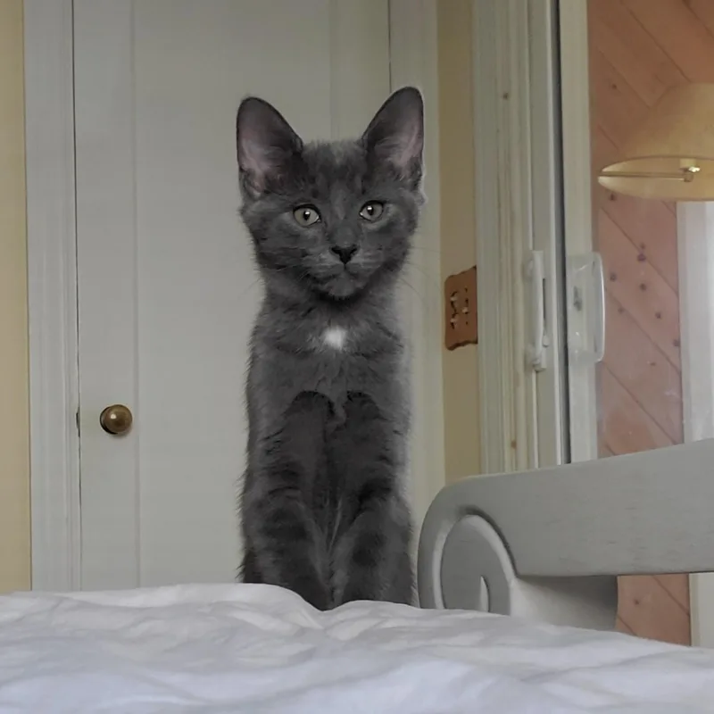A baby medium-sized male Gray / Blue / Silver Domestic Short Hair cat named Rhythm for adoption in Grand Rapids, MI