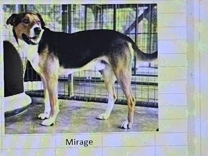 An adult large-sized male Mixed Breed dog named Mirage for adoption in Cincinnati, OH
