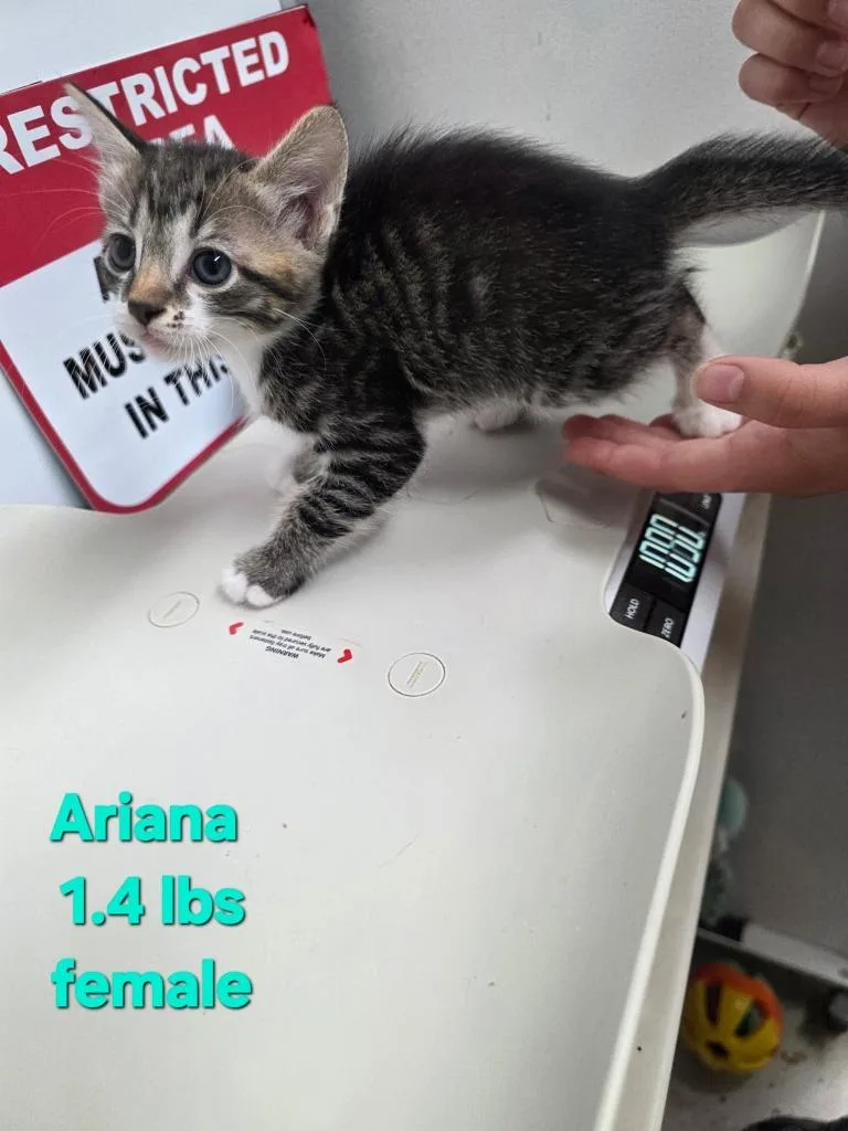 A baby medium-sized female Domestic Short Hair cat named Ariana for adoption in Camden, TN