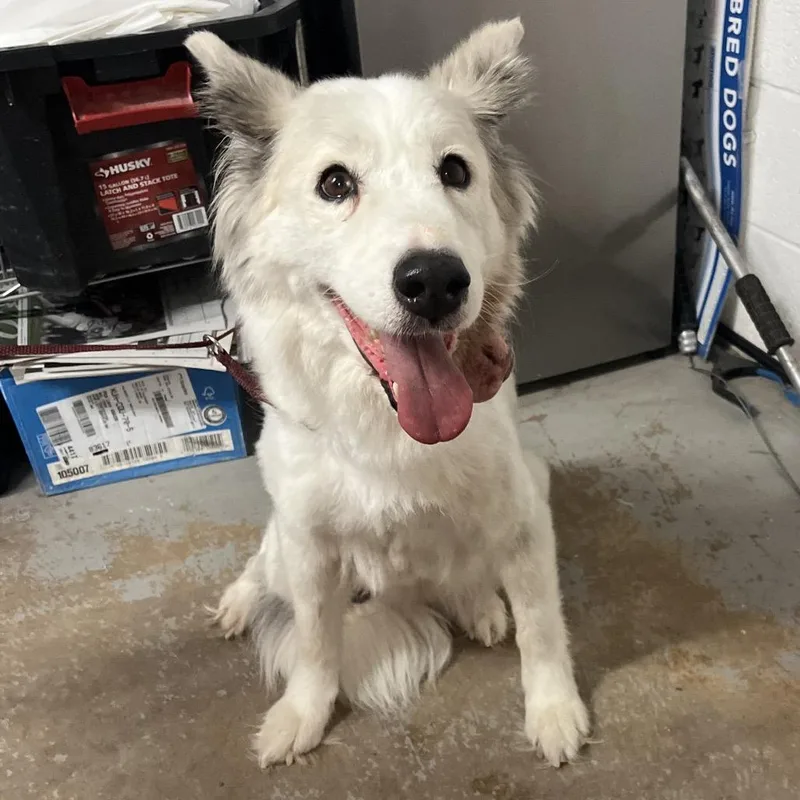 A senior medium-sized female White / Cream Australian Shepherd dog named Jules for adoption in Edinburg, TX