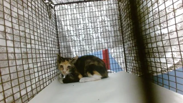 A baby small-sized female Domestic Short Hair cat named Penelope for adoption in Miami, FL