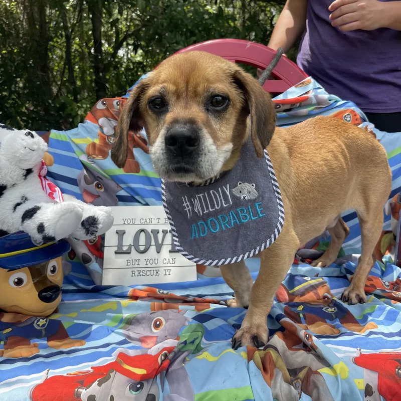 Buddy Boy thumbnail 2