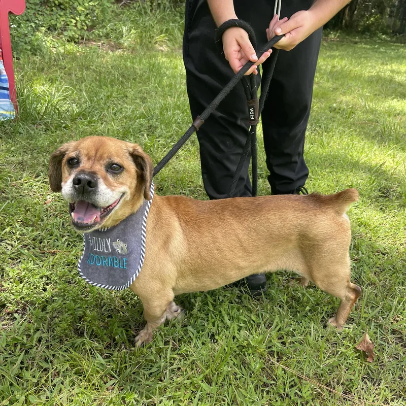 Buddy Boy thumbnail 3