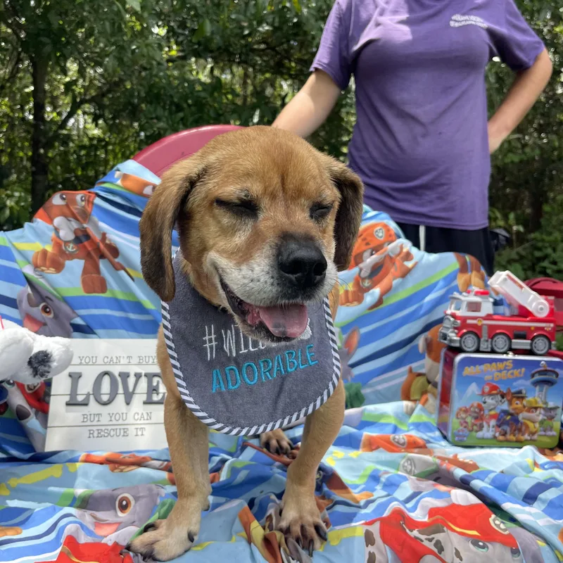 Buddy Boy thumbnail 4