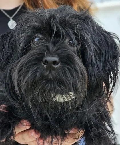 Kiwi Fka Dog
