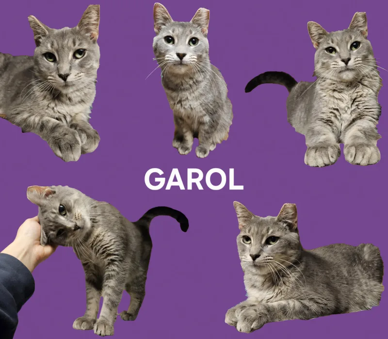 Garol