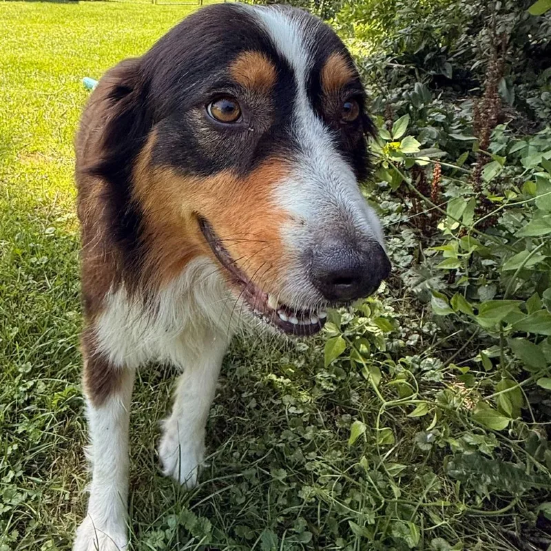 An adult large-sized male Brown / Chocolate Australian Shepherd dog named Charlie for adoption in Cincinnati, OH