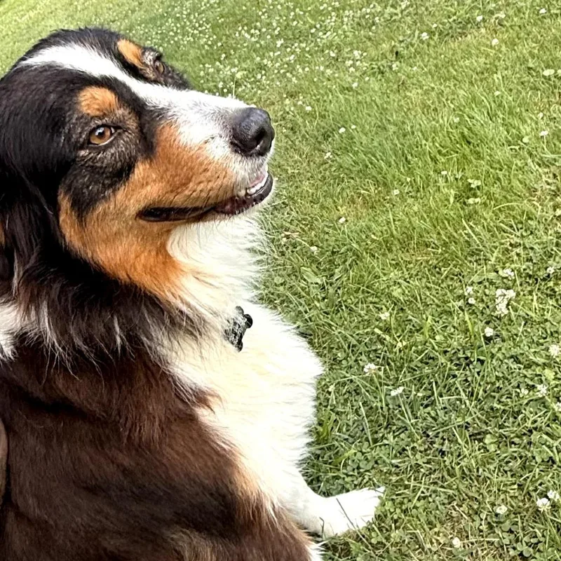 Charlie thumbnail 2