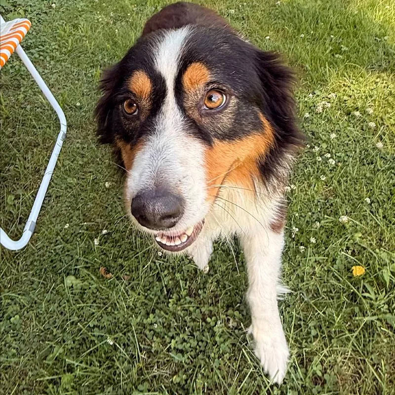 Charlie thumbnail 4