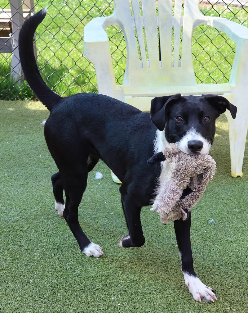 A young medium-sized female Labrador Retriever dog named Dianne for adoption in Harrison, NY