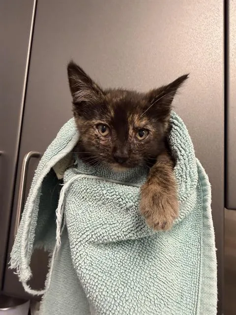 A baby small-sized female Domestic Short Hair cat named Honeydew for adoption in Ontario, CA