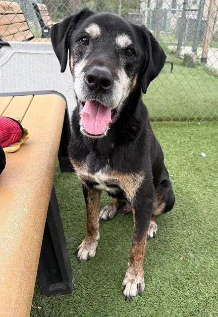 An adult extra large-sized male Mixed Breed dog named Max for adoption in Columbia, SC