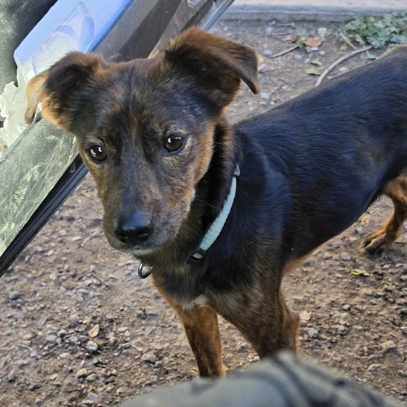An adult small-sized male Brindle Mixed Breed dog named Taco for adoption in Idaho Falls, ID