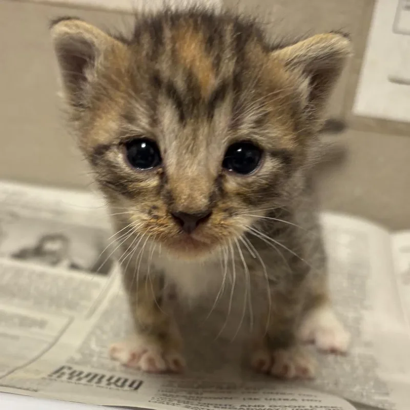 A baby small-sized female Torbie Domestic Short Hair cat named Bbq for adoption in Kanab, UT