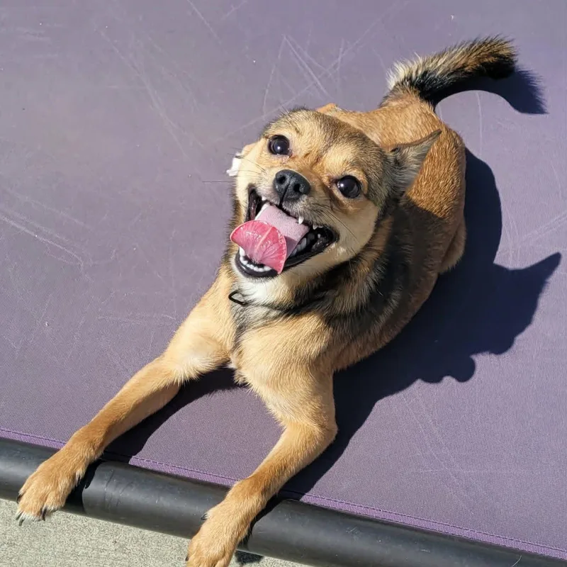 A baby small-sized male Black Chihuahua dog named Fajita! Active Little Guy! for adoption in Meriden, CT