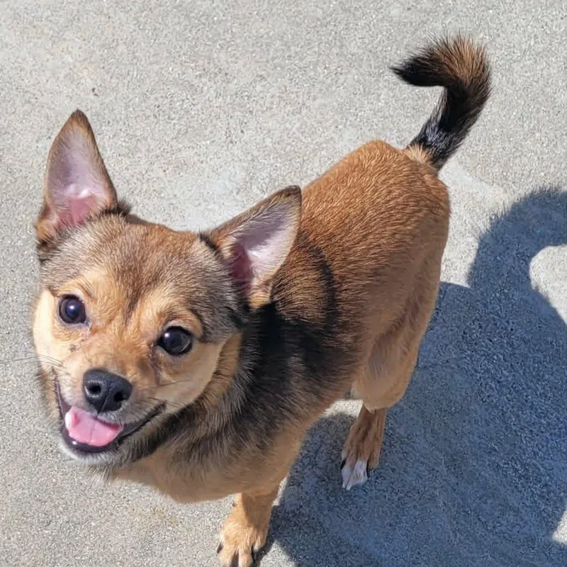 Fajita! Active Little Guy! thumbnail 6