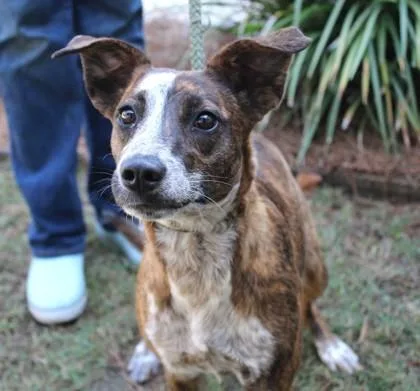 A young medium-sized female Cattle Dog dog named Lillian for adoption in Washington, DC