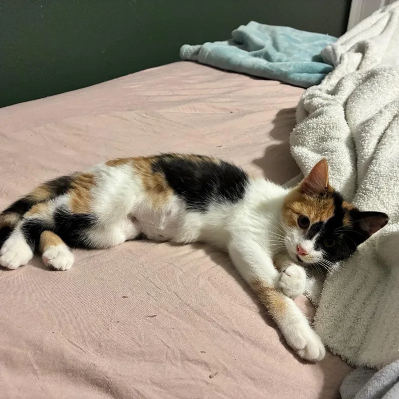 A baby small-sized female Calico Domestic Short Hair cat named Camille for adoption in Folsom, LA