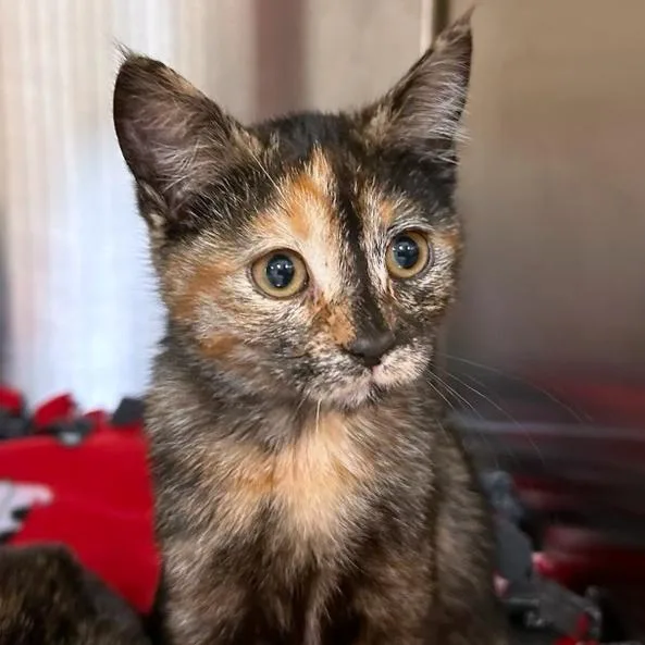 A baby small-sized female Tortoiseshell Domestic Short Hair cat named Cornelius for adoption in Woodinville, WA
