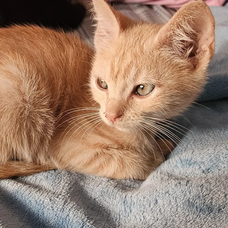 An adult medium-sized male Tabby (Orange / Red) Tabby cat named Wally for adoption in Dallas, TX