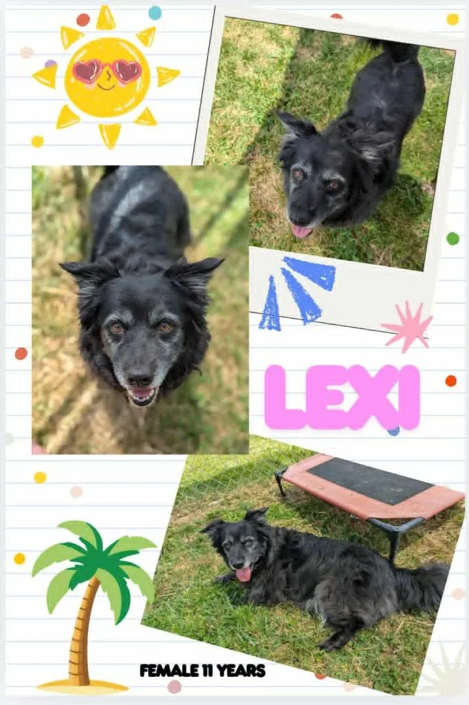 A senior large-sized female Corgi dog named Lexie for adoption in Blountville, TN