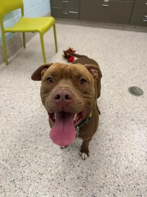A young large-sized male Pit Bull Terrier dog named Mango for adoption in Brighton, CO