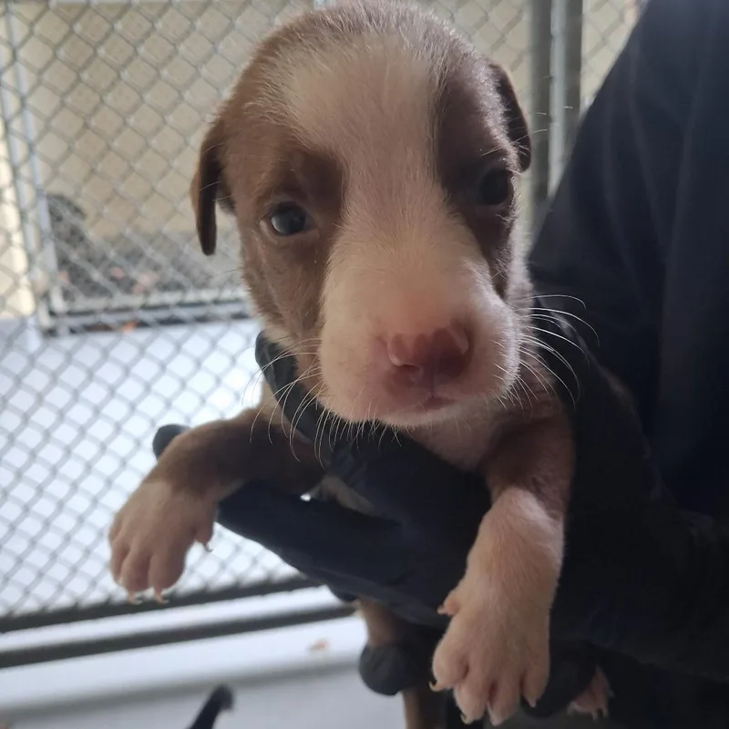 A baby small-sized male Brown / Chocolate Mixed Breed dog named Putter for adoption in Austin, TX