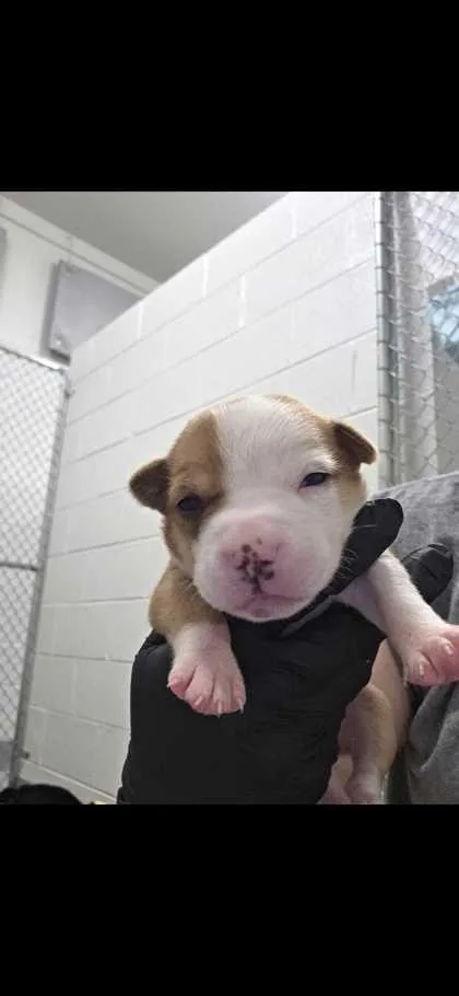 A baby small-sized female Chihuahua dog named Slinky for adoption in Sevierville, TN