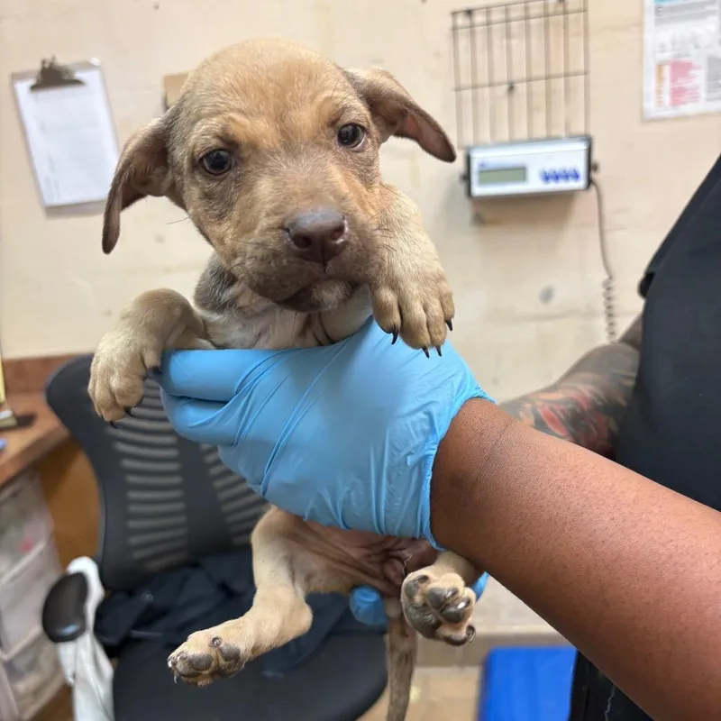 A baby small-sized female Yellow / Tan / Blond / Fawn Pit Bull Terrier dog named Izzy for adoption in Birmingham, AL