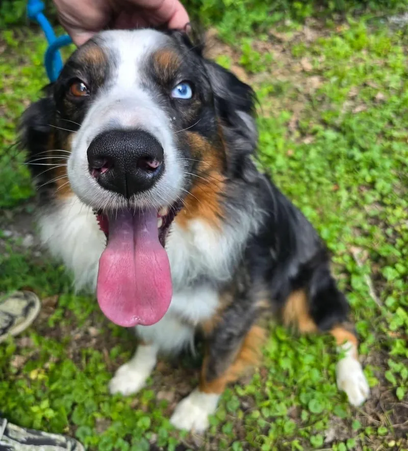 Bluey