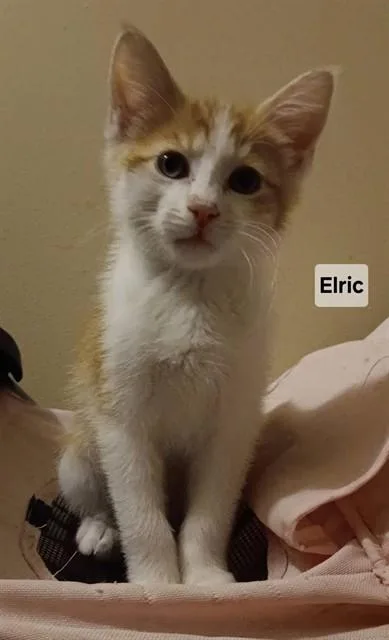 A baby small-sized male Domestic Short Hair cat named Elric for adoption in Peoria, IL
